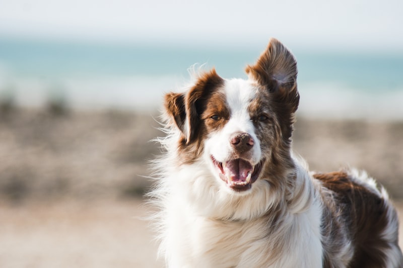 Sistema veterinaria